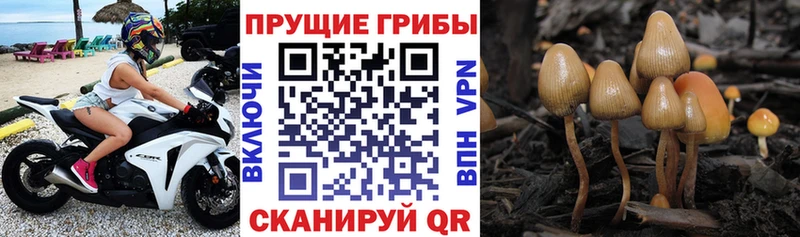 Псилоцибиновые грибы Magic Shrooms  Курск 