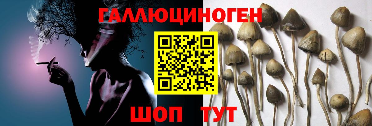 Галлюциногенные грибы Cubensis Курск
